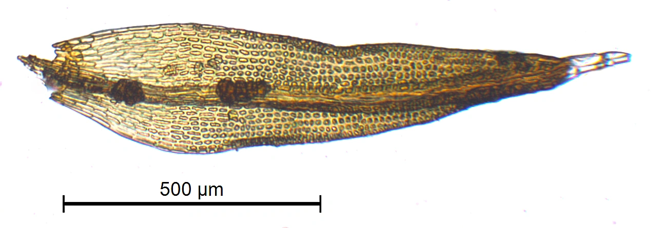 : Grimmia torquata.