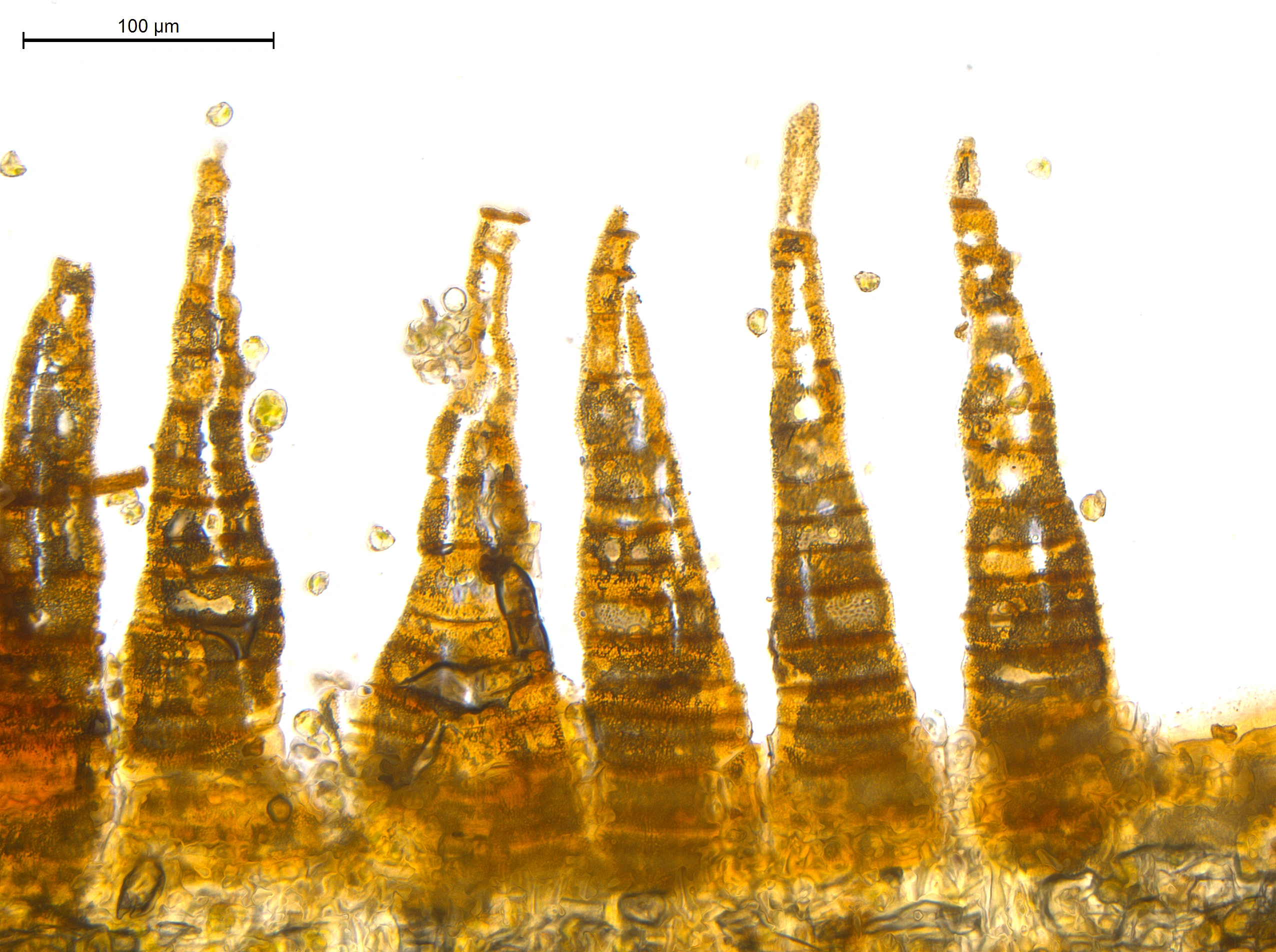 : Grimmia triformis.