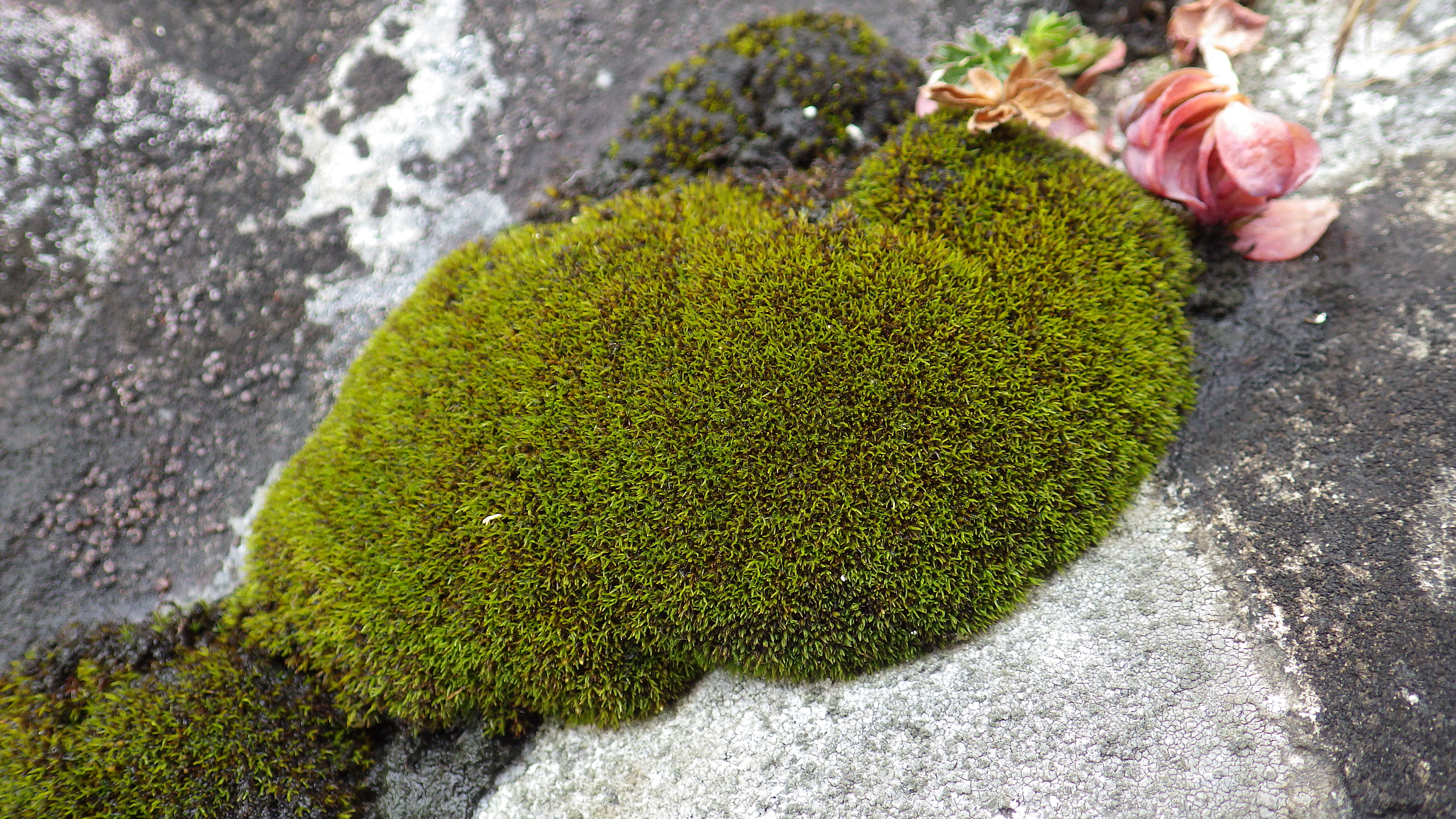 : Grimmia unicolor.