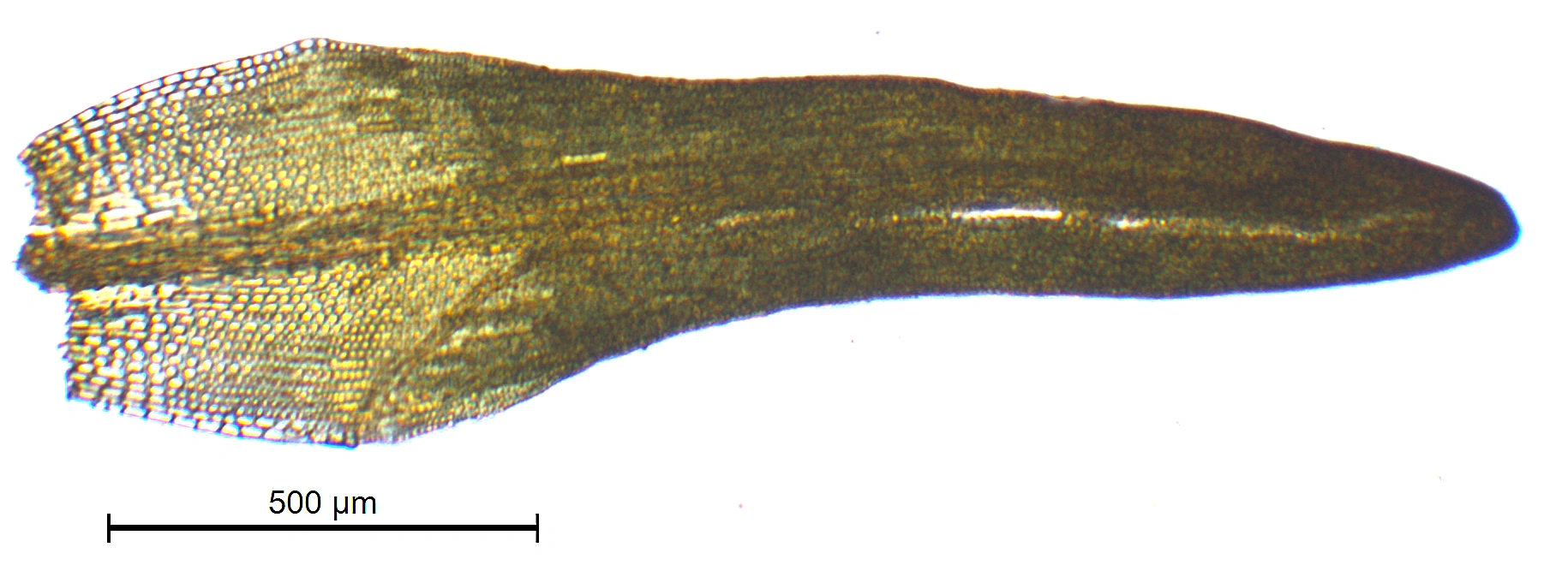 : Grimmia unicolor.