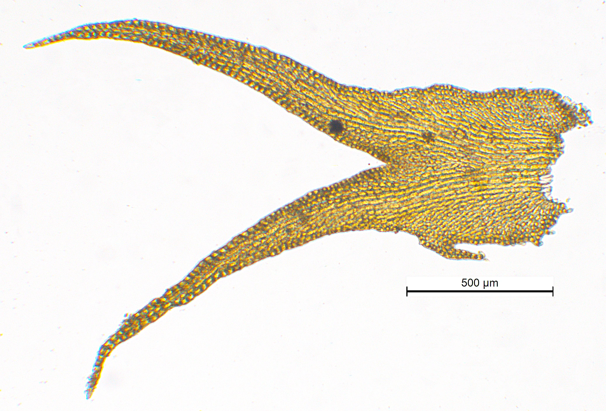 : Herbertus hutchinsiae.