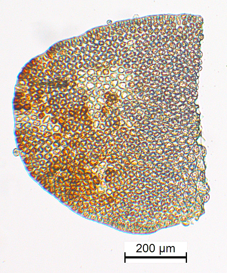 : Odontoschisma denudatum.