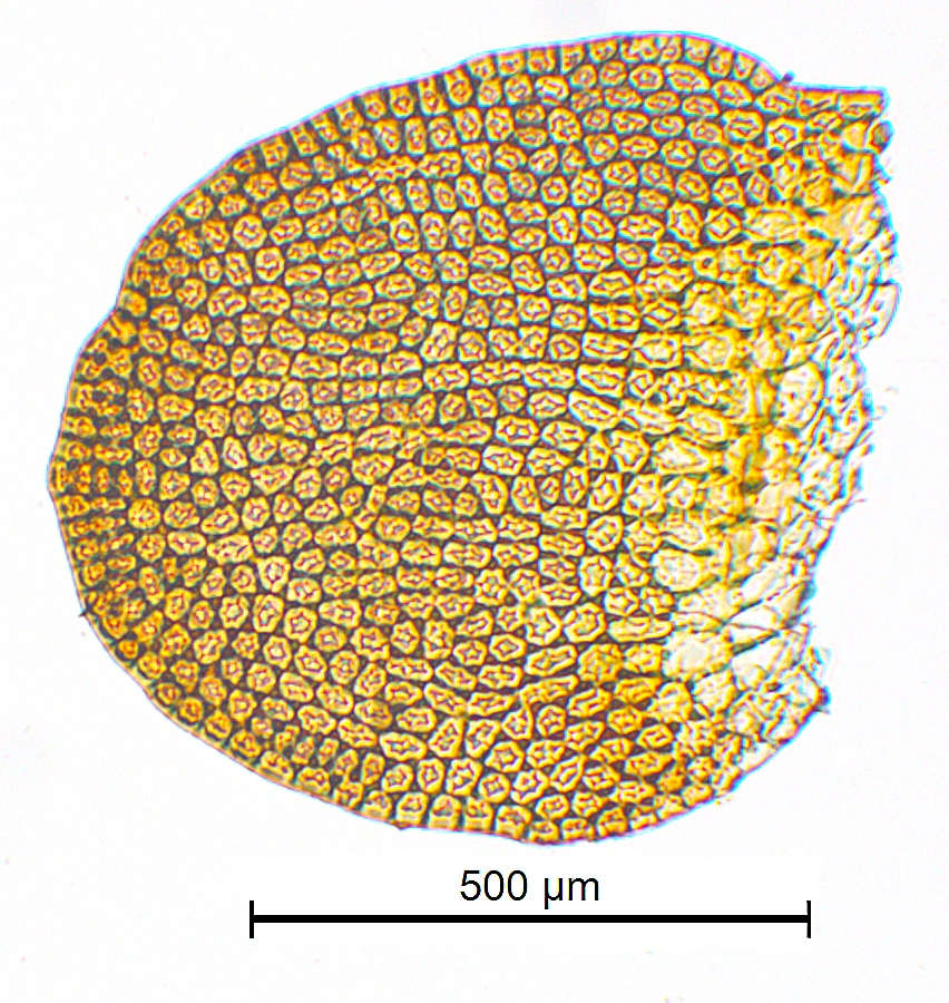 : Odontoschisma elongatum.