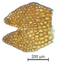 : Odontoschisma fluitans.