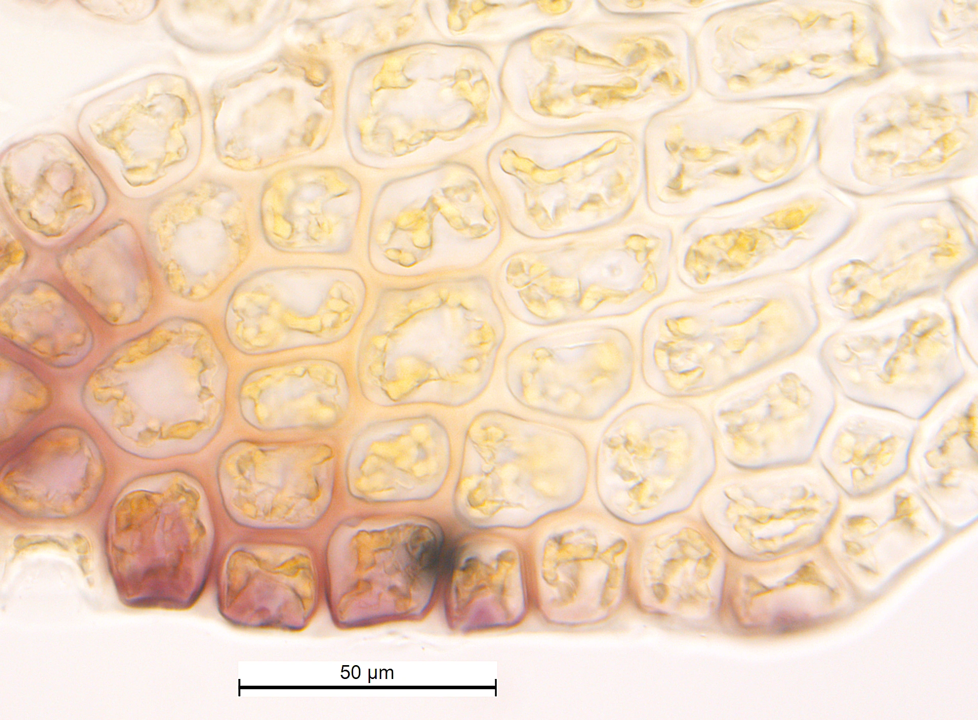 : Odontoschisma francisci.