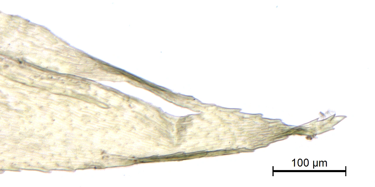 : Oxyrrhynchium schleicheri.