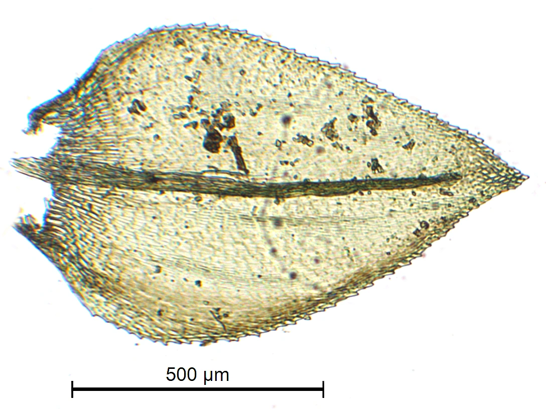 : Oxyrrhynchium hians.