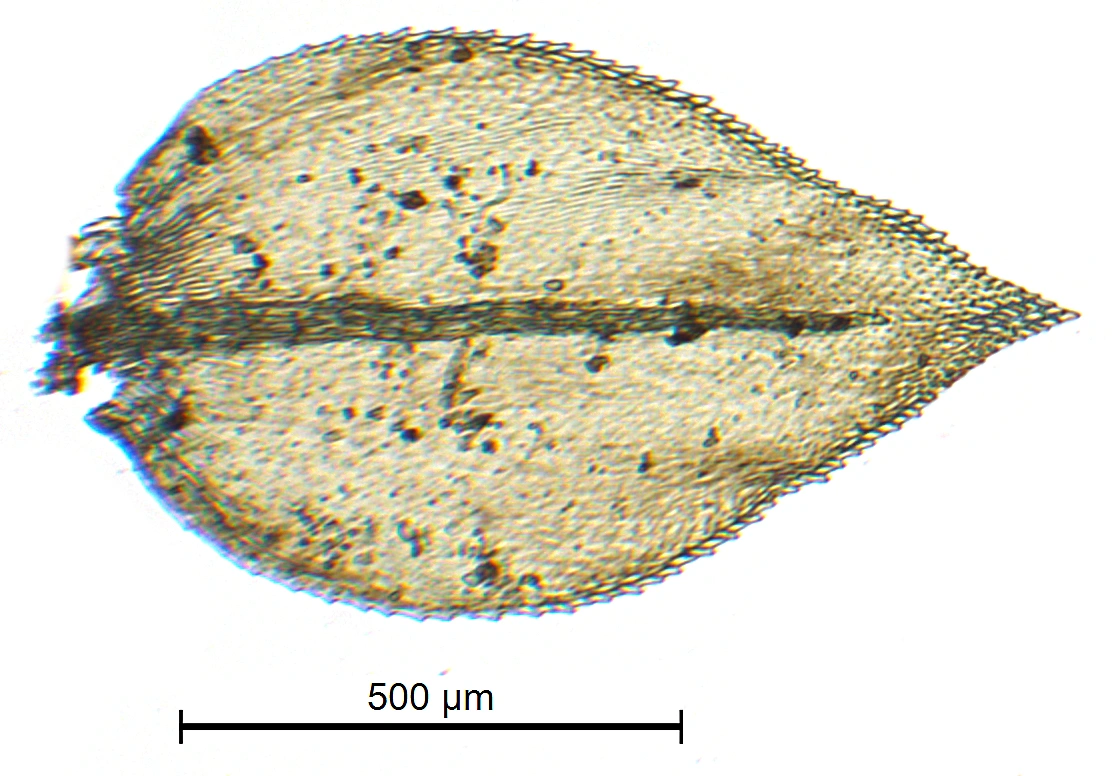 : Oxyrrhynchium hians.