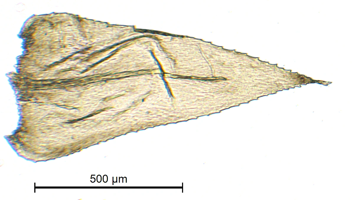 : Oxyrrhynchium schleicheri.