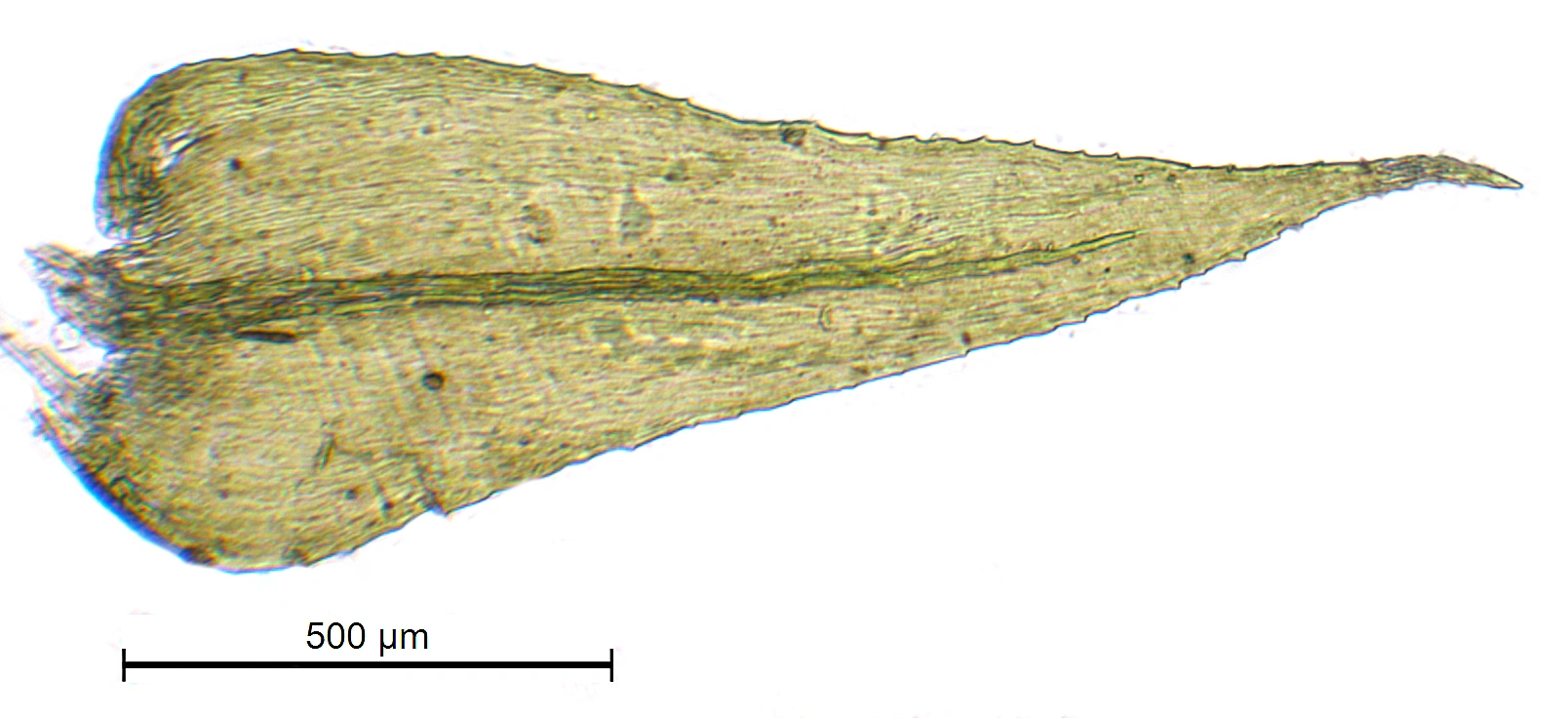 : Oxyrrhynchium schleicheri.