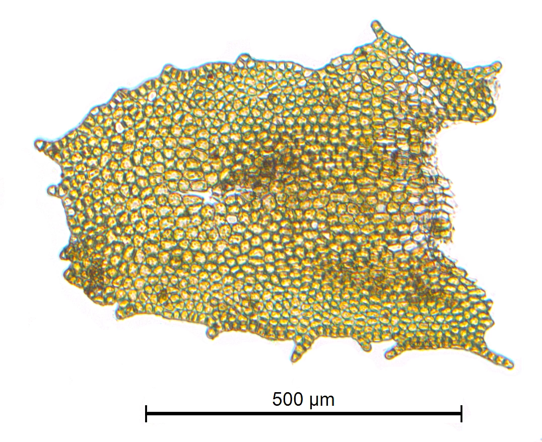 : Porella arboris-vitae.