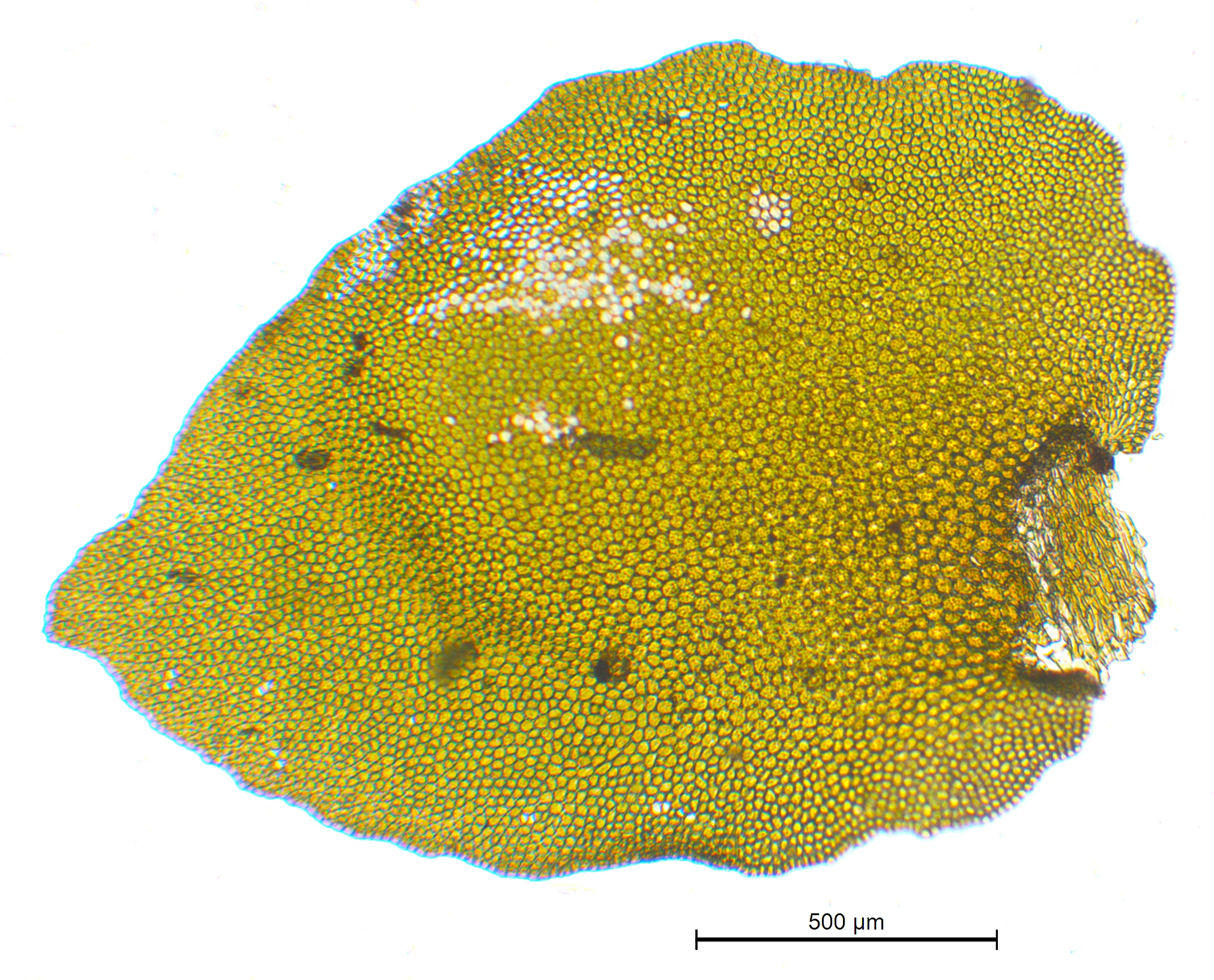 : Porella arboris-vitae.