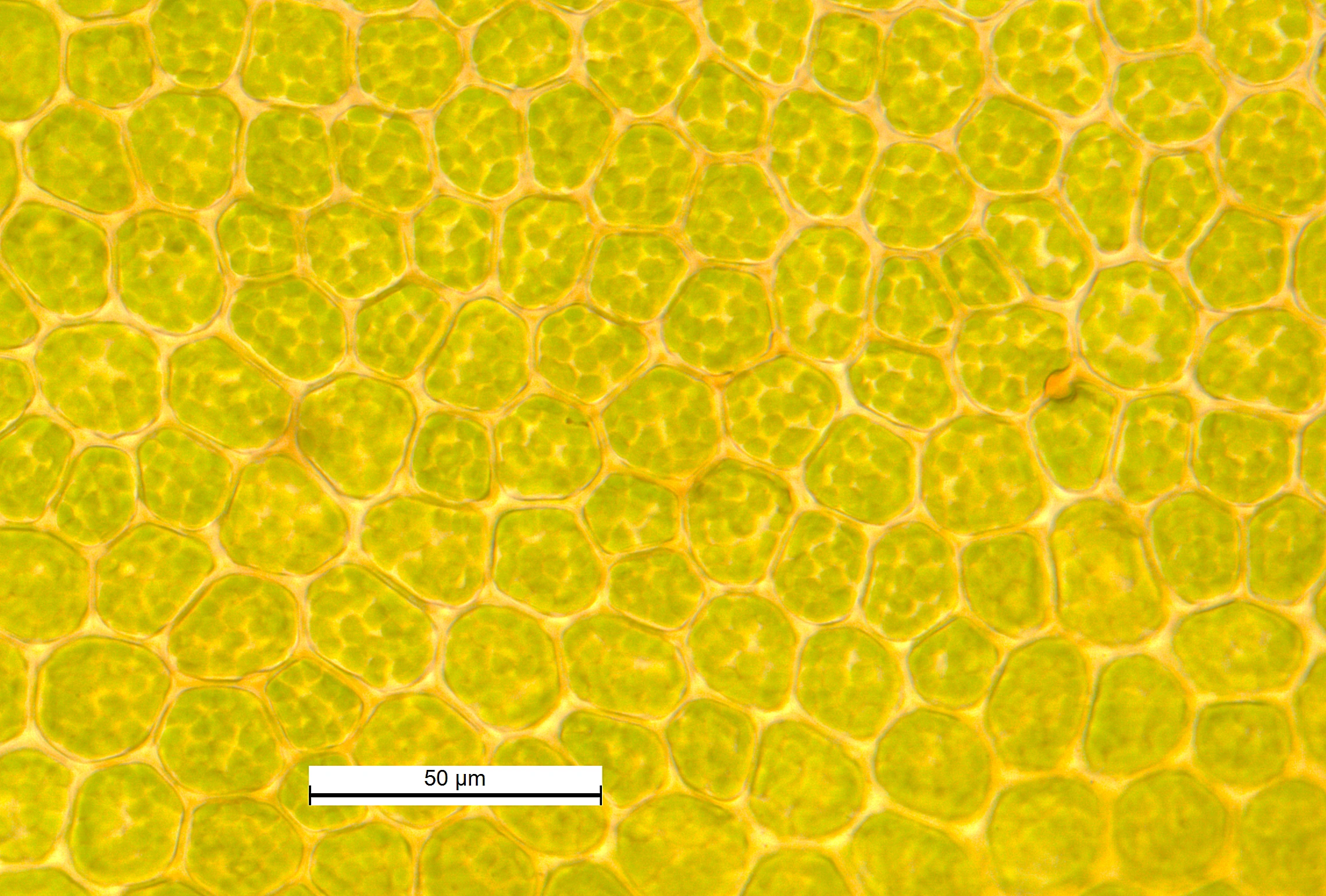 : Porella arboris-vitae.