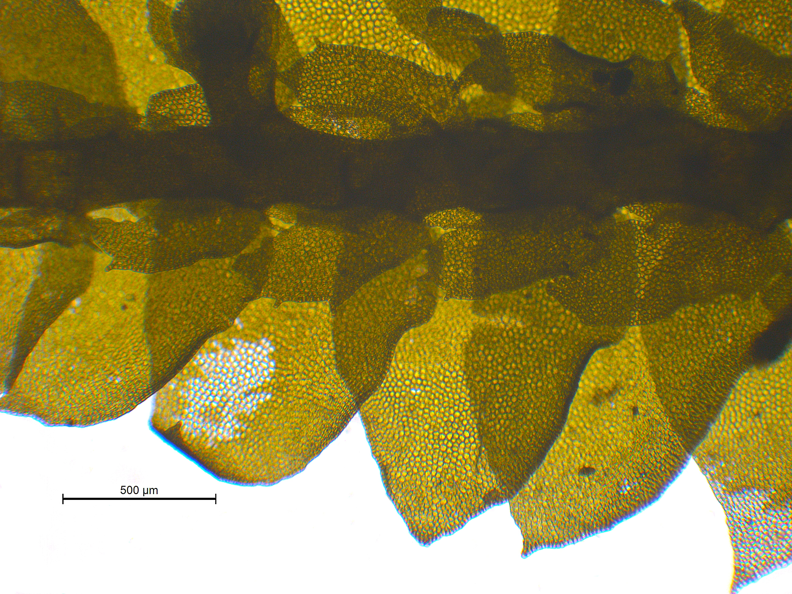 : Porella arboris-vitae.