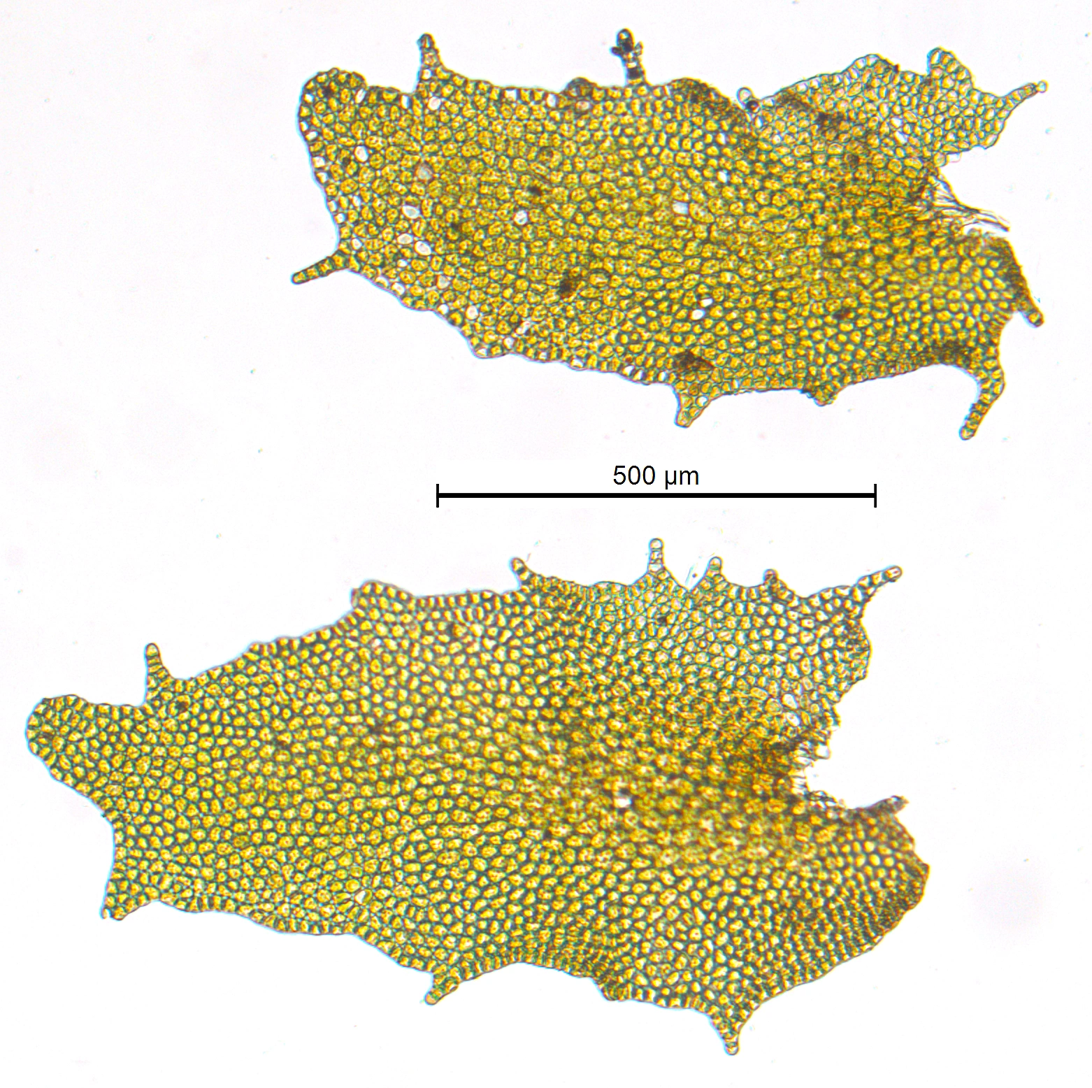 : Porella arboris-vitae.