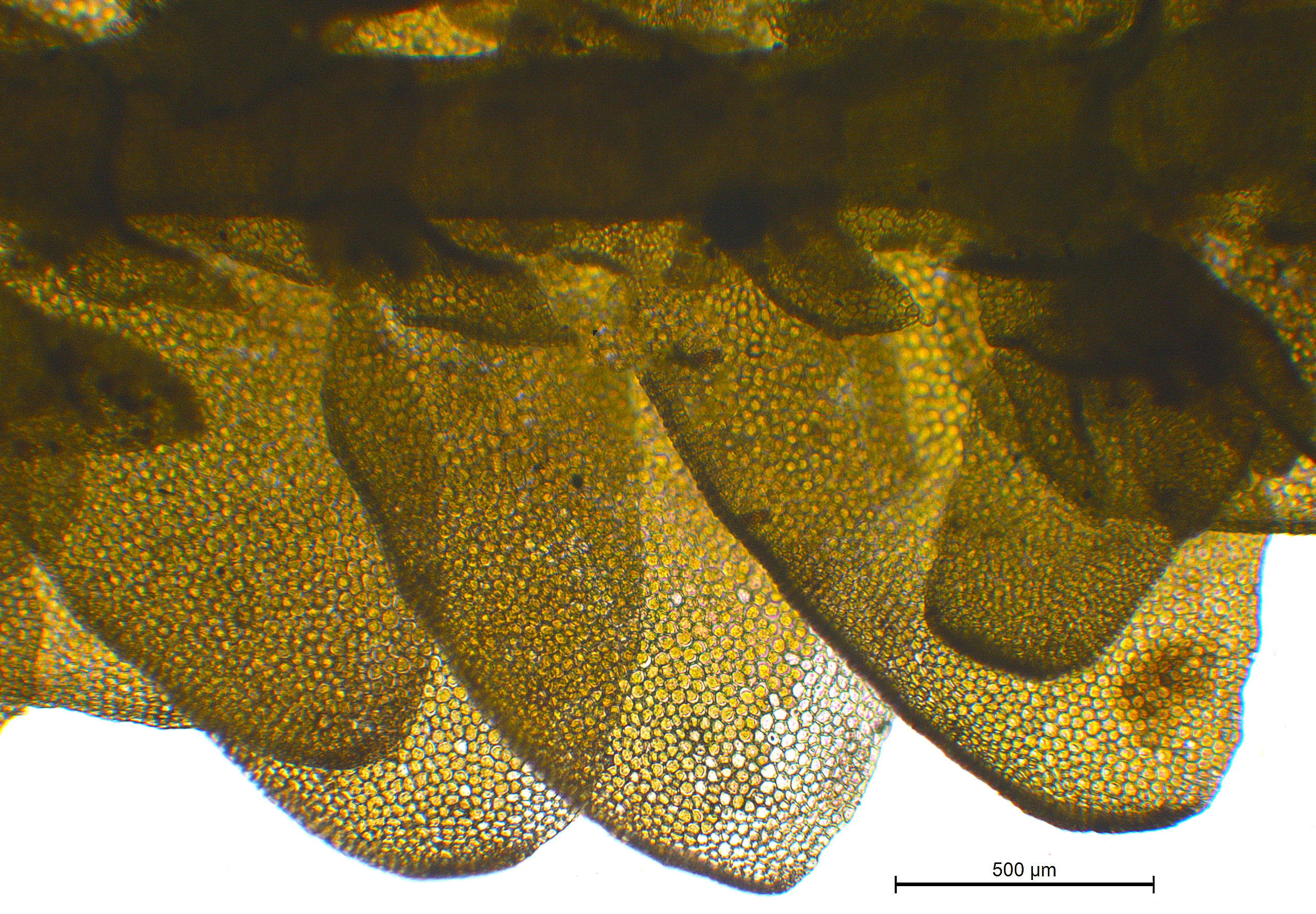 : Porella cordaeana.