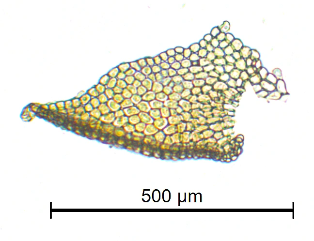 : Porella cordaeana.