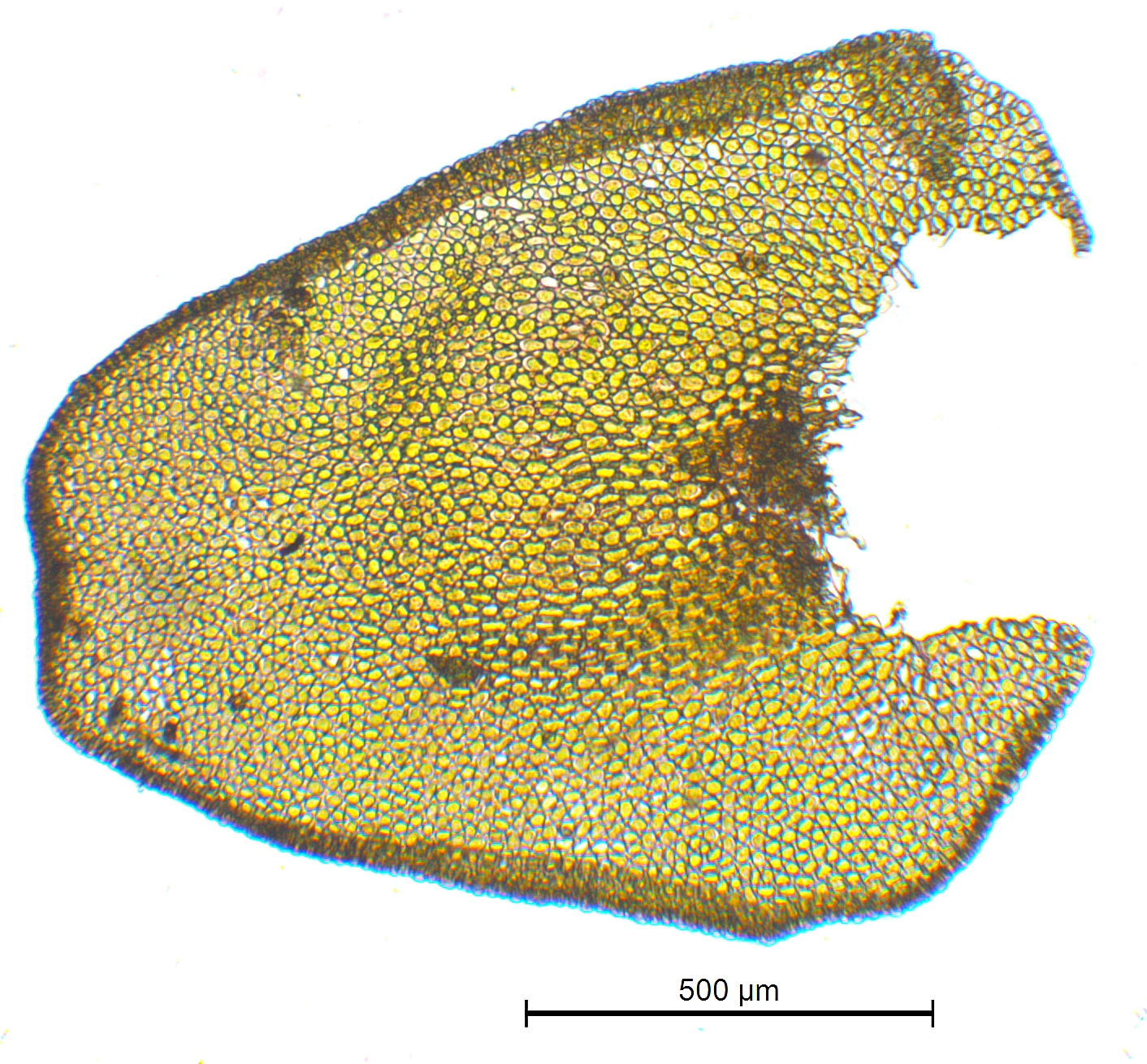 : Porella obtusata.