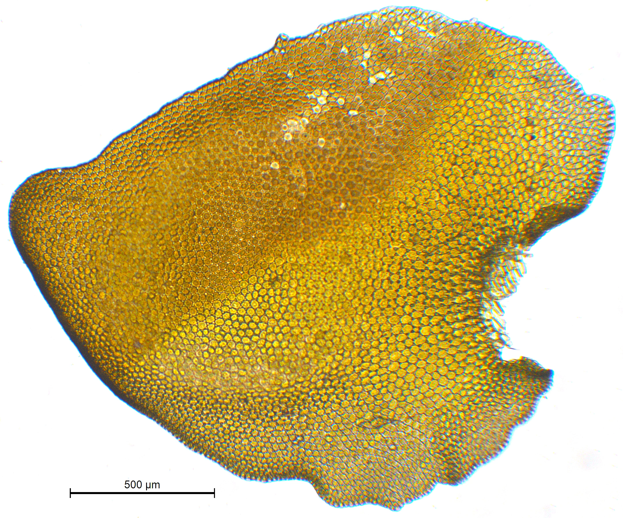 : Porella obtusata.