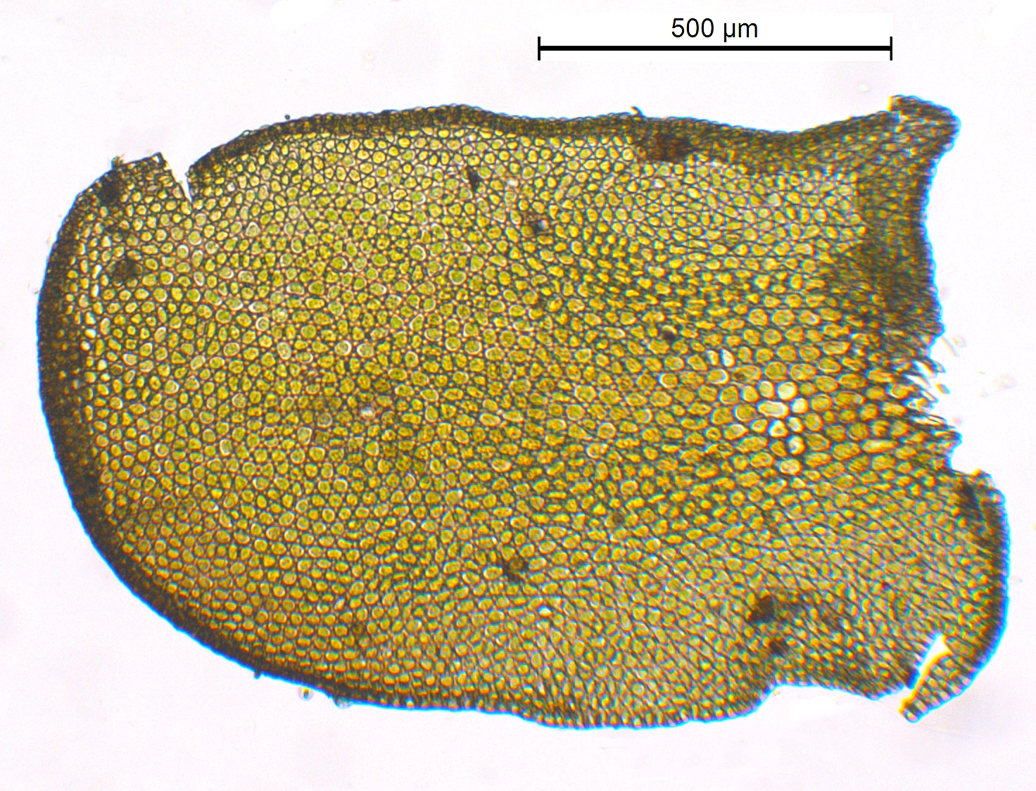 : Porella obtusata.