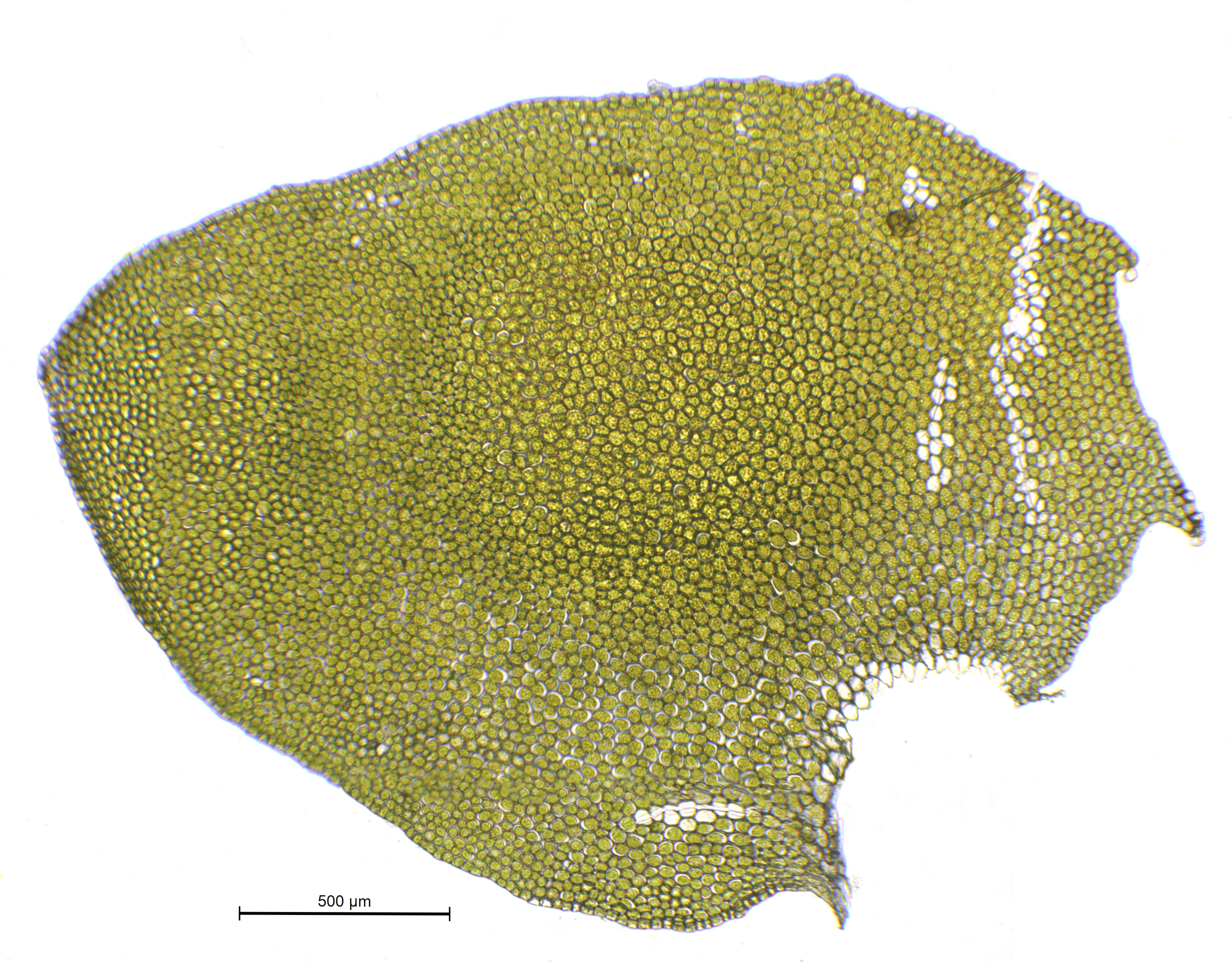 : Porella platyphylla.