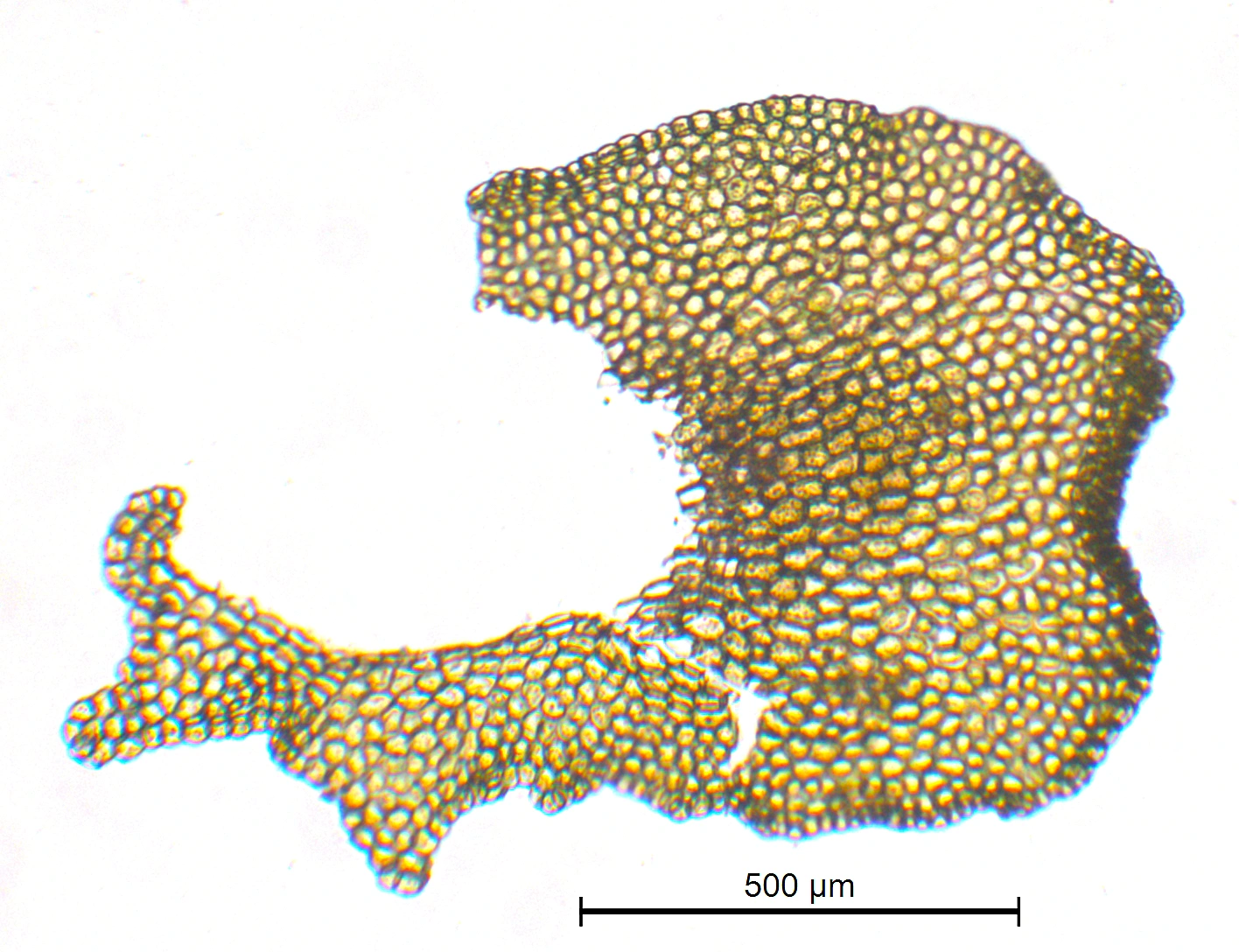 : Porella platyphylla.