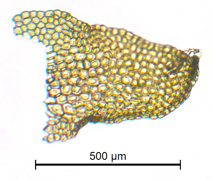 : Porella platyphylla.