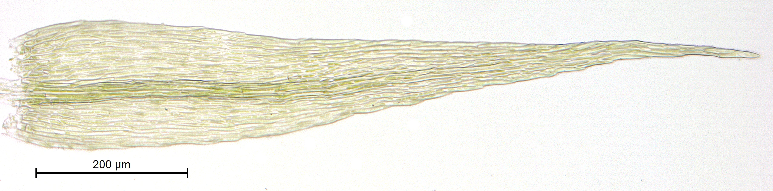 : Rhynchostegiella tenella.