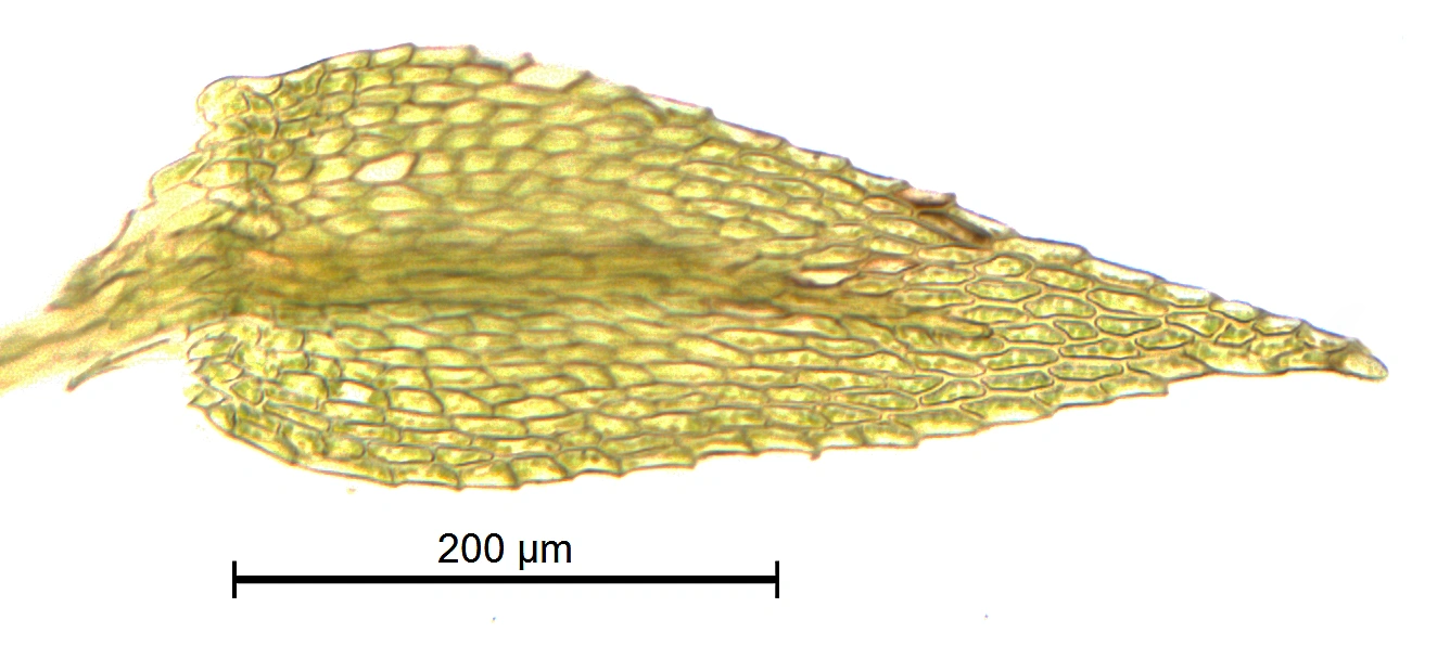 : Rhynchostegiella teneriffae.