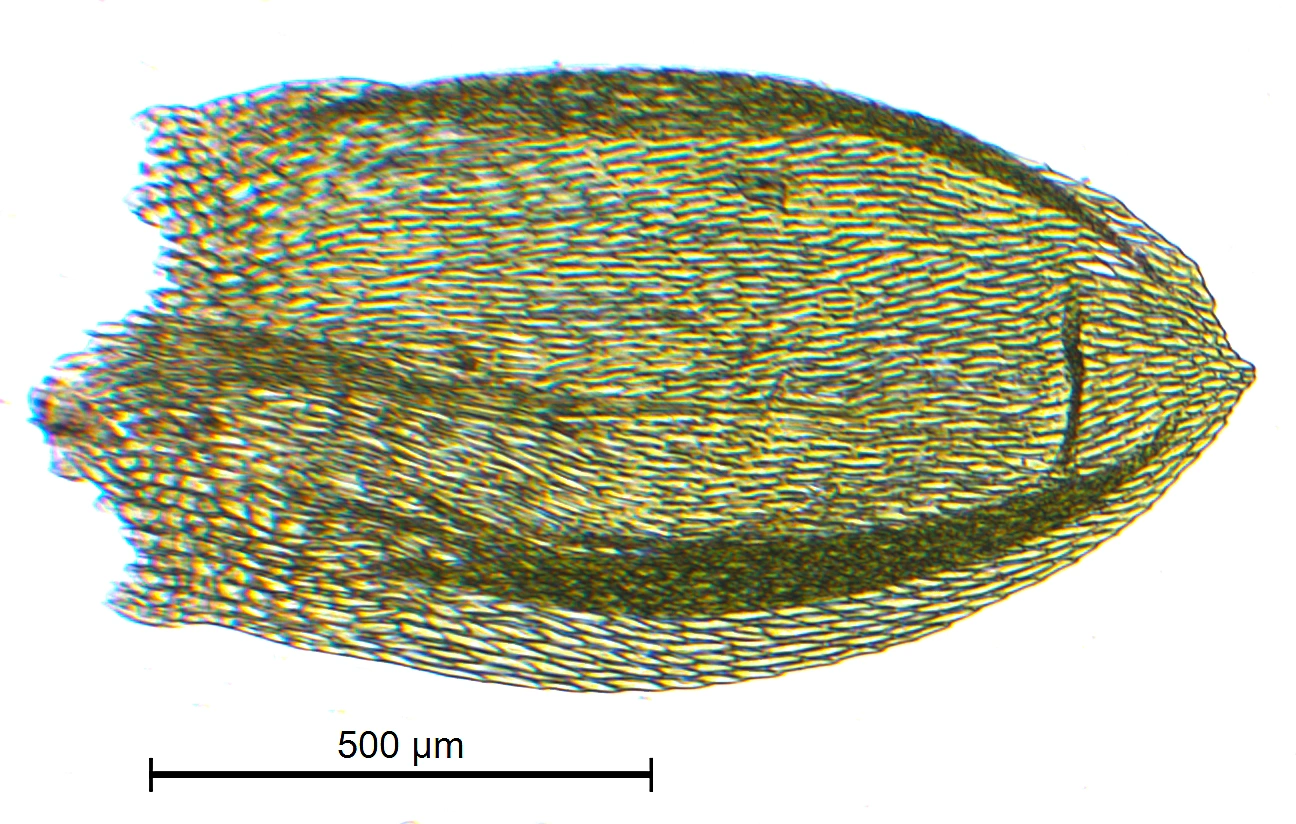 : Rhynchostegium murale arcticum.