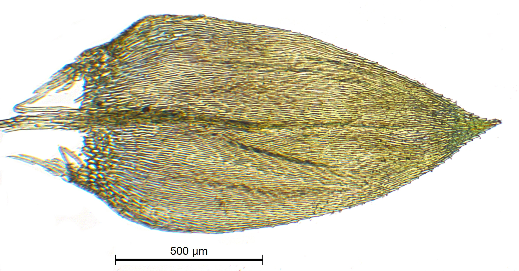 : Rhynchostegium confertum.