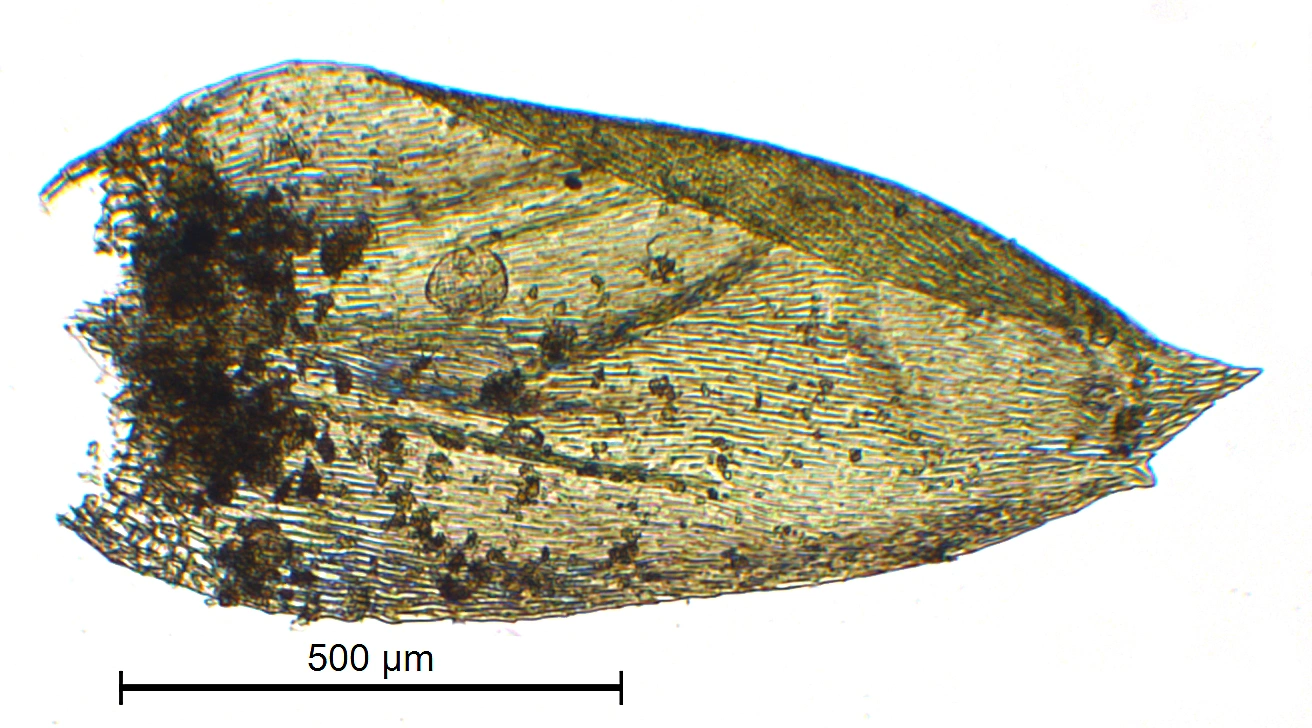 : Rhynchostegium murale.