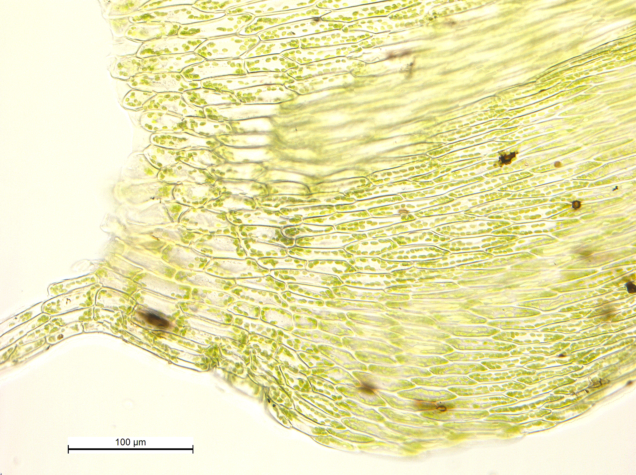 : Sciuro-hypnum curtum.