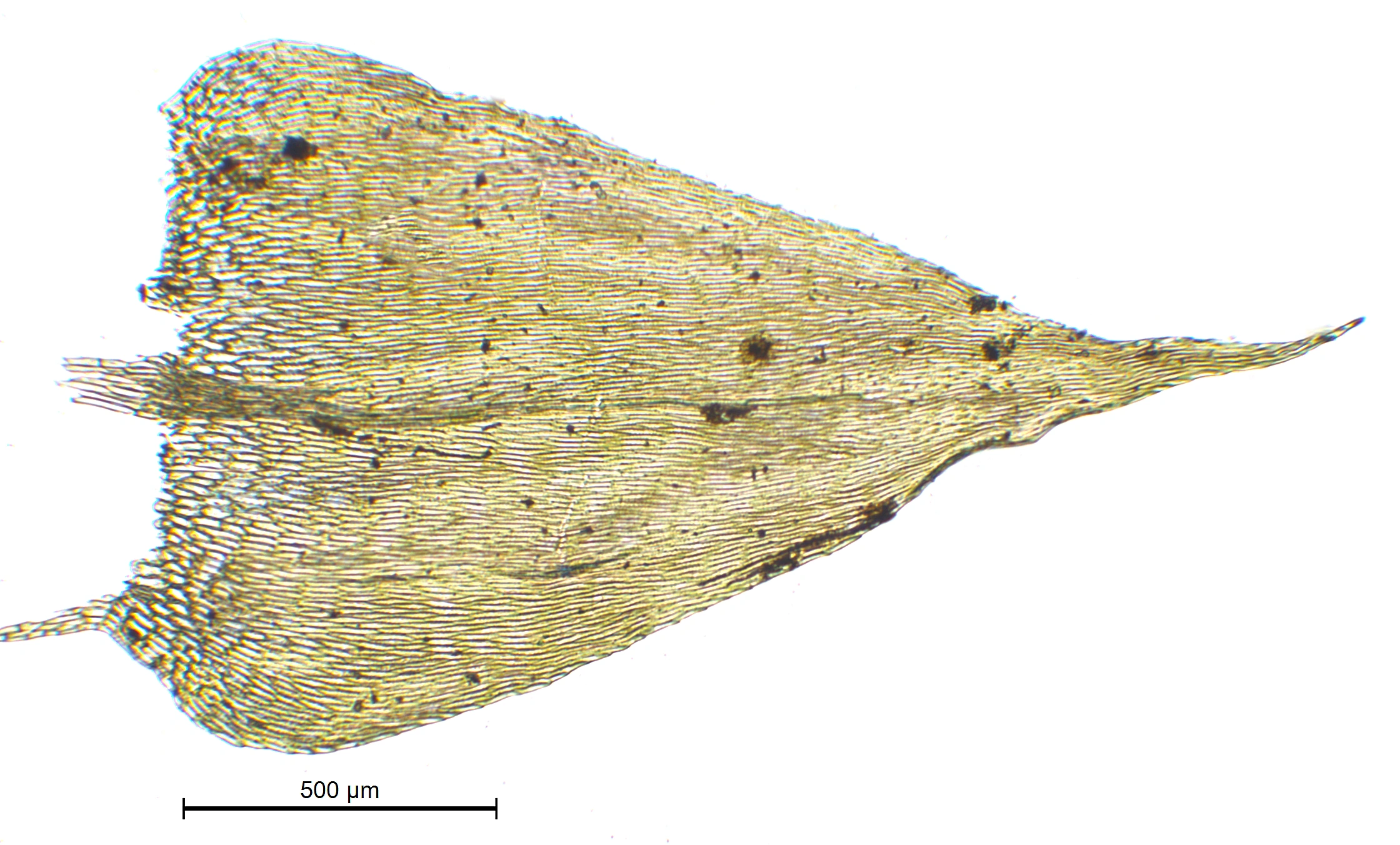 : Sciuro-hypnum curtum.