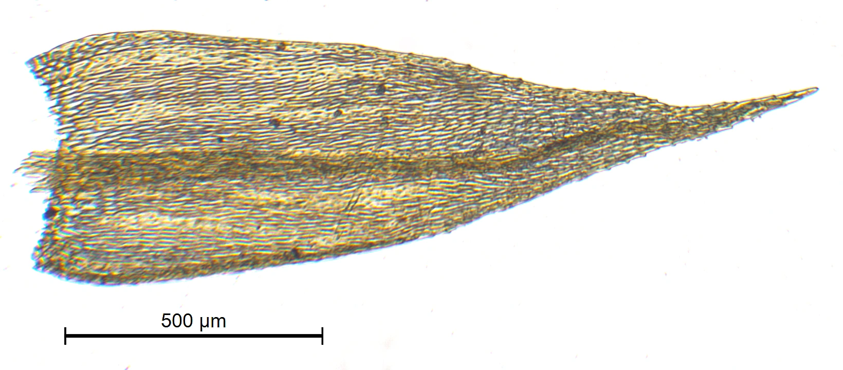 : Sciuro-hypnum flotowianum.