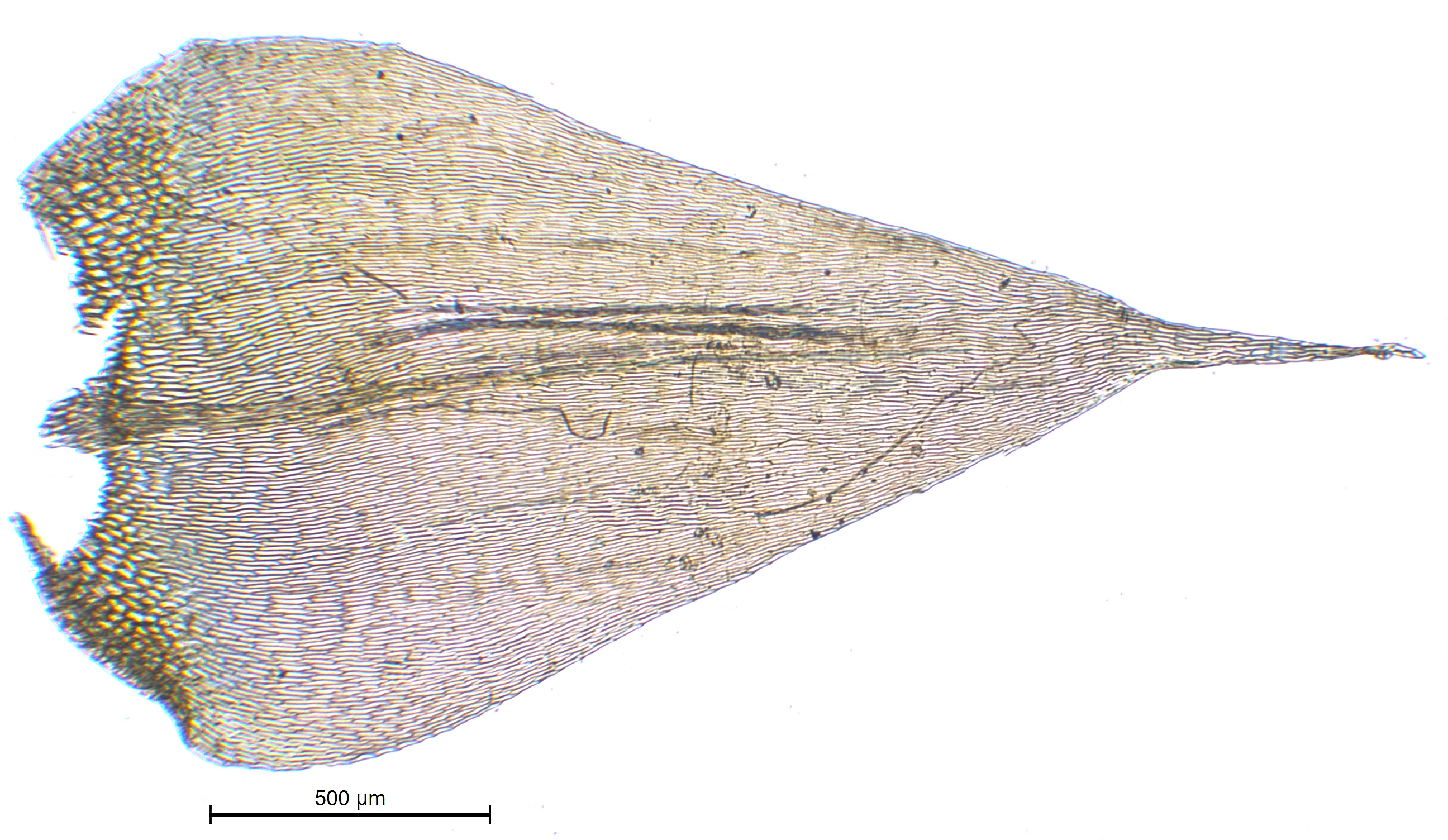 : Sciuro-hypnum latifolium.