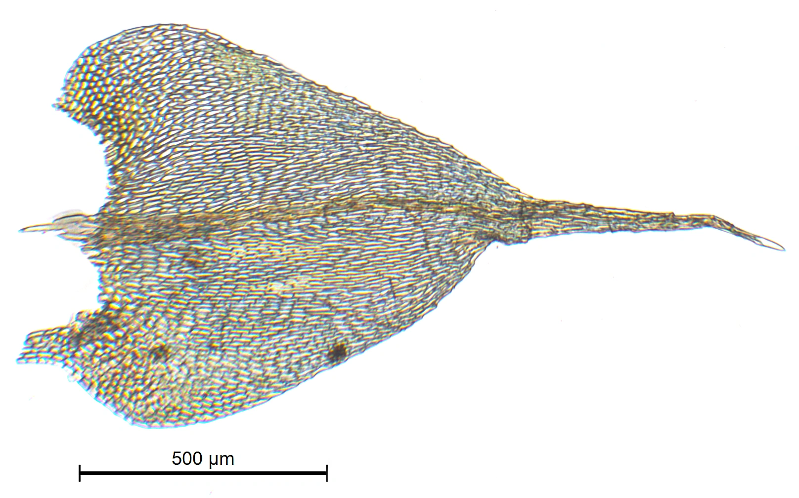 : Sciuro-hypnum reflexum.