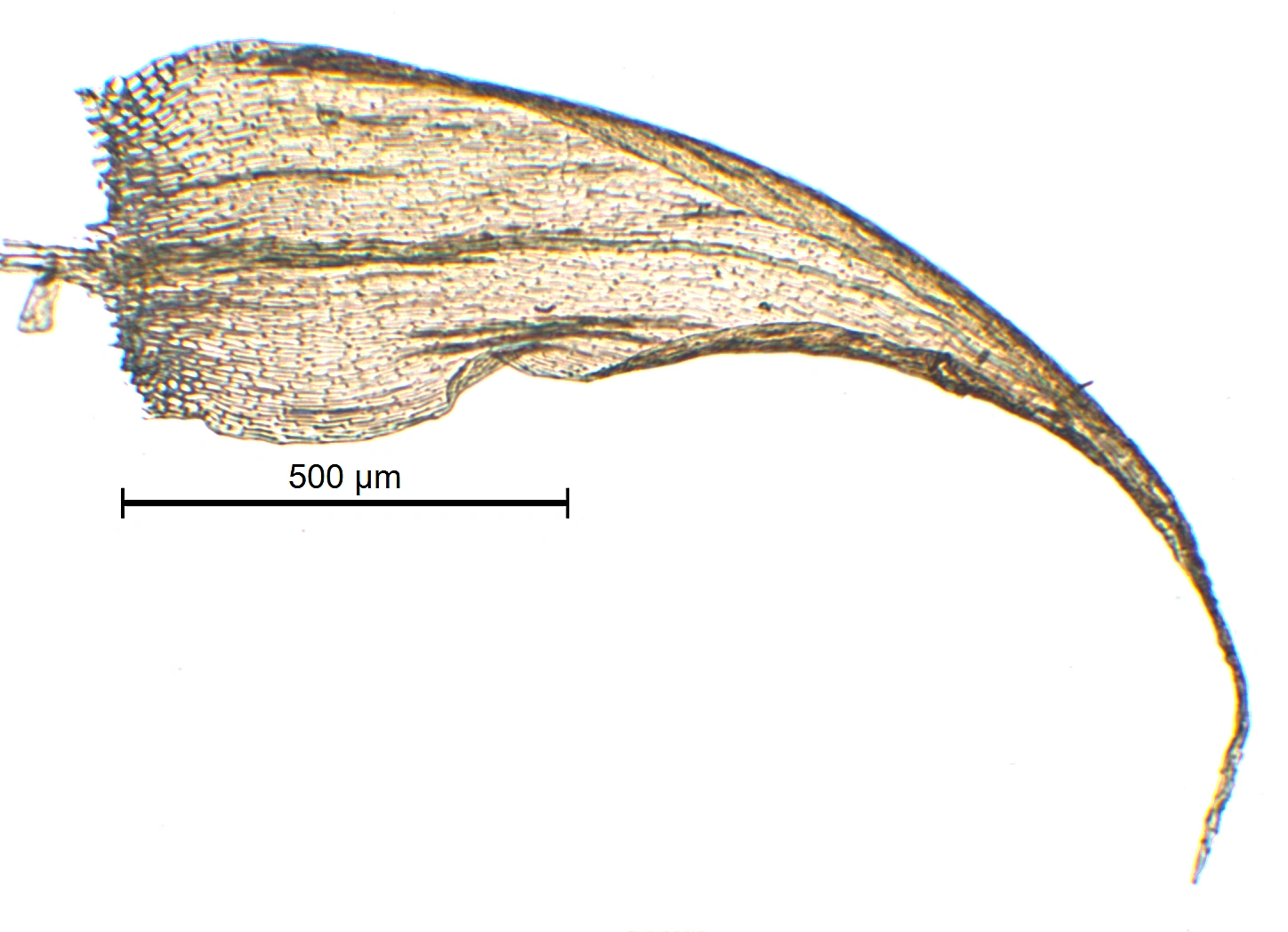 : Brachytheciastrum collinum.