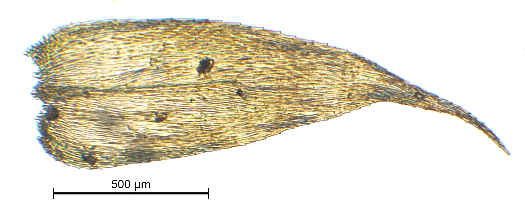 : Brachytheciastrum trachypodium.