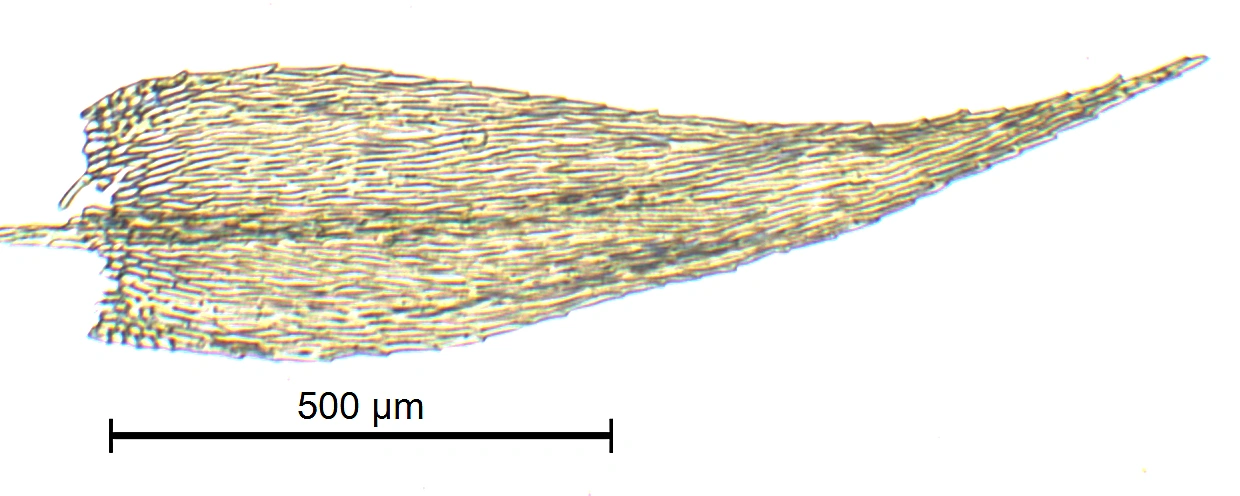 : Brachytheciastrum velutinum.