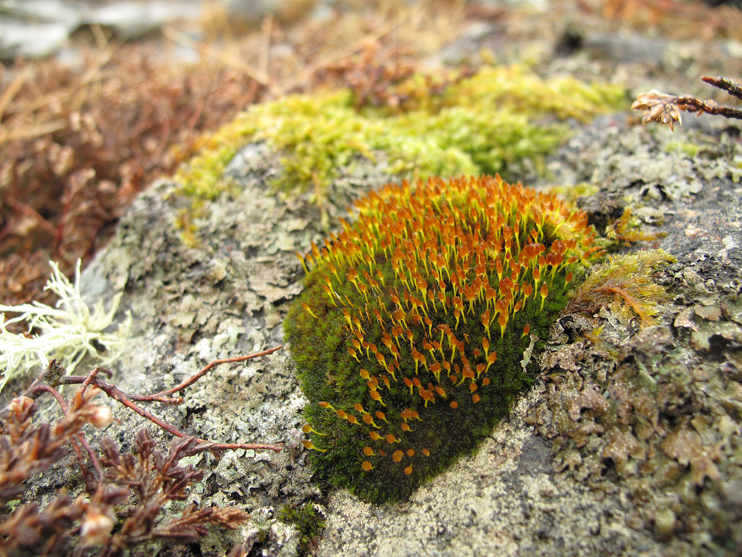 : Ulota hutchinsiae.