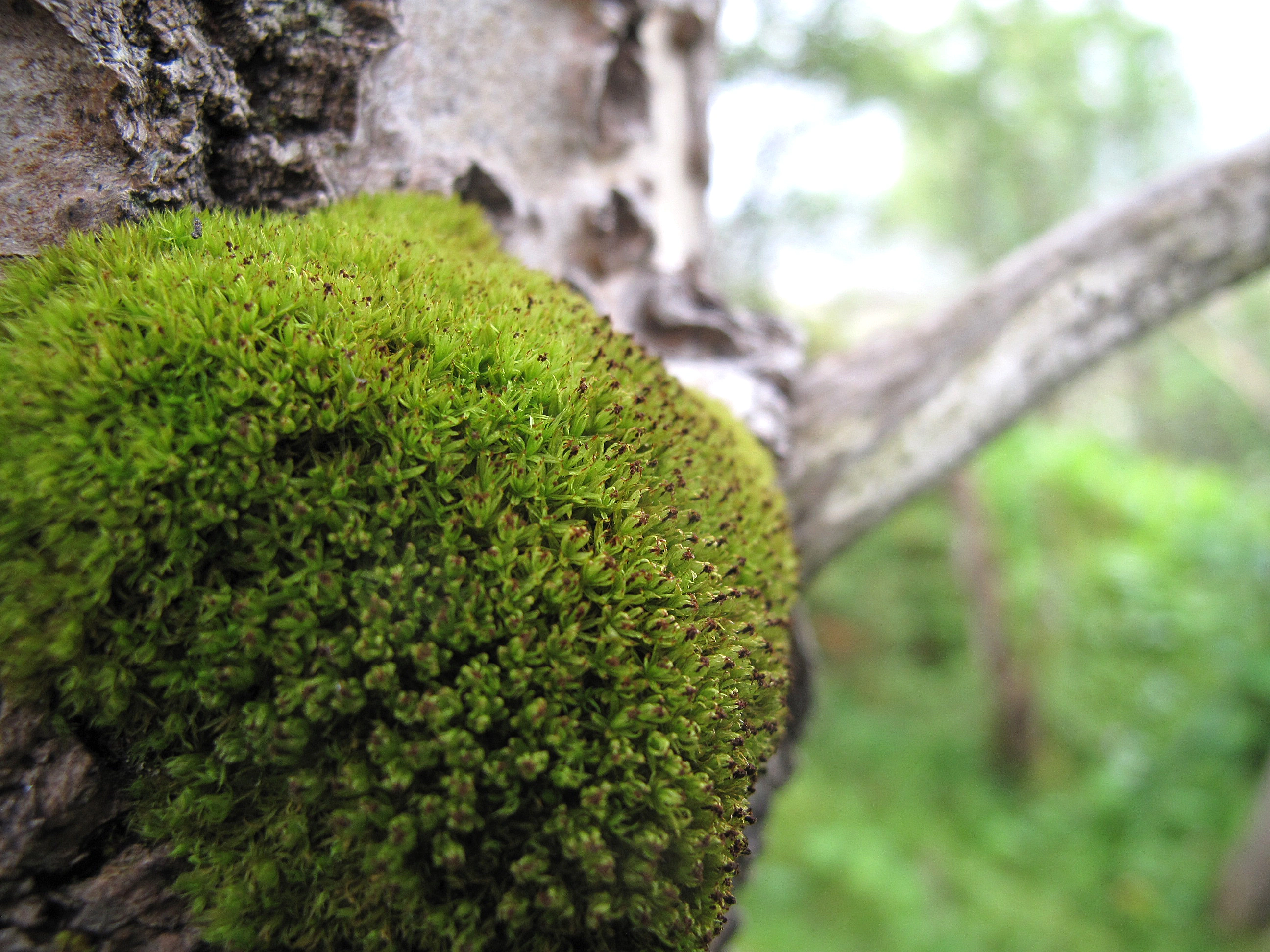 : Plenogemma phyllantha.