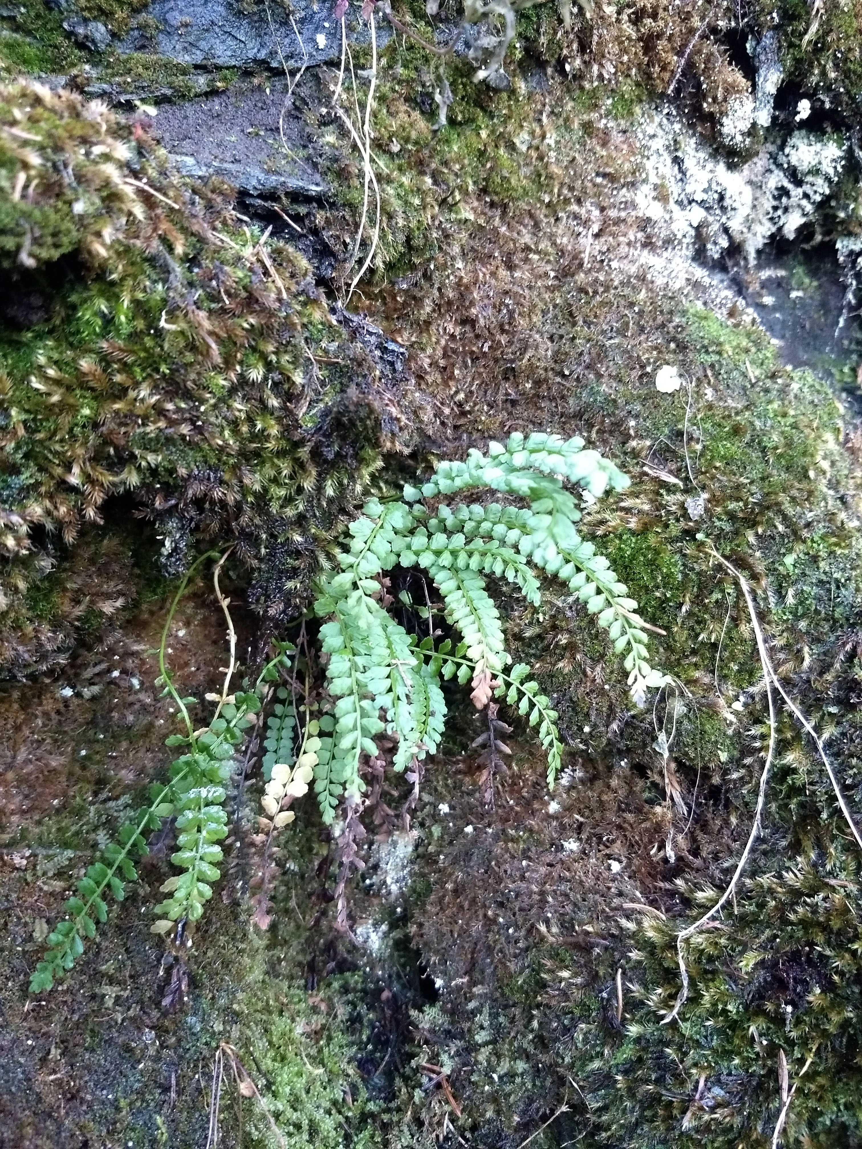 : Asplenium viride.