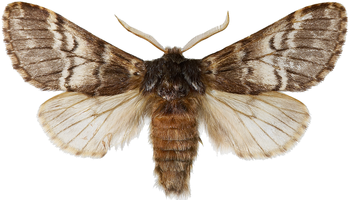 : Drymonia ruficornis.