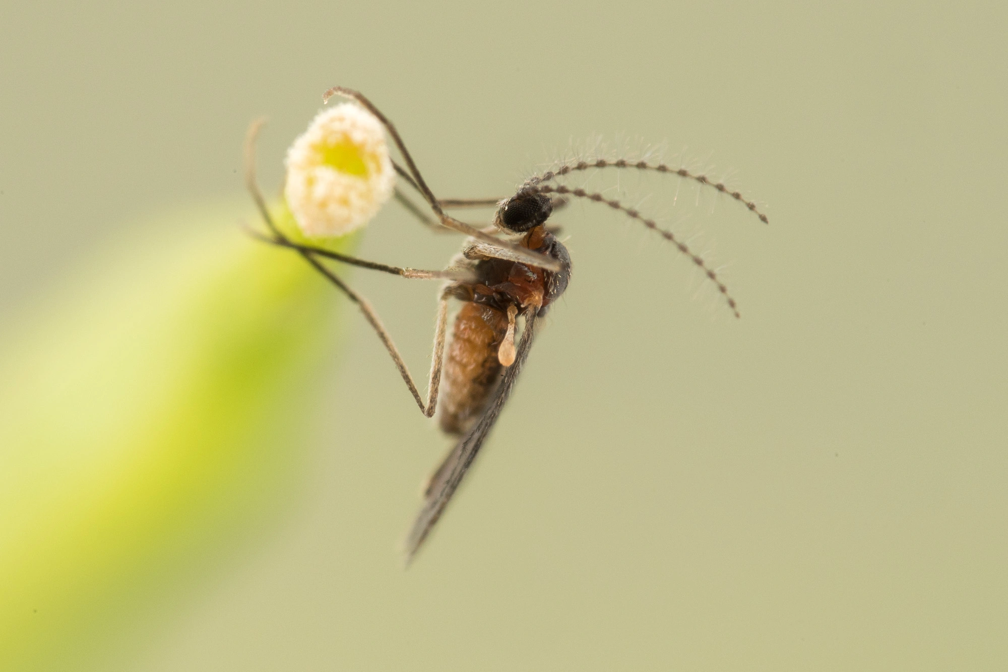 : Dasineura sisymbrii.