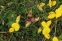 : Lotus corniculatus. : Contarinia loti.