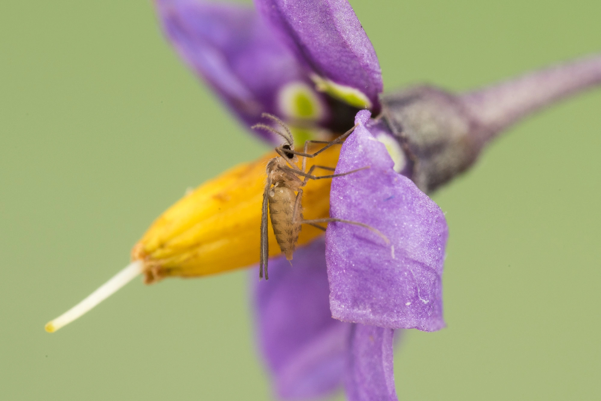 : Contarinia solani. : Solanum dulcamara.