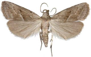 dvergnebbfly