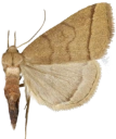 : Herminia tarsipennalis.