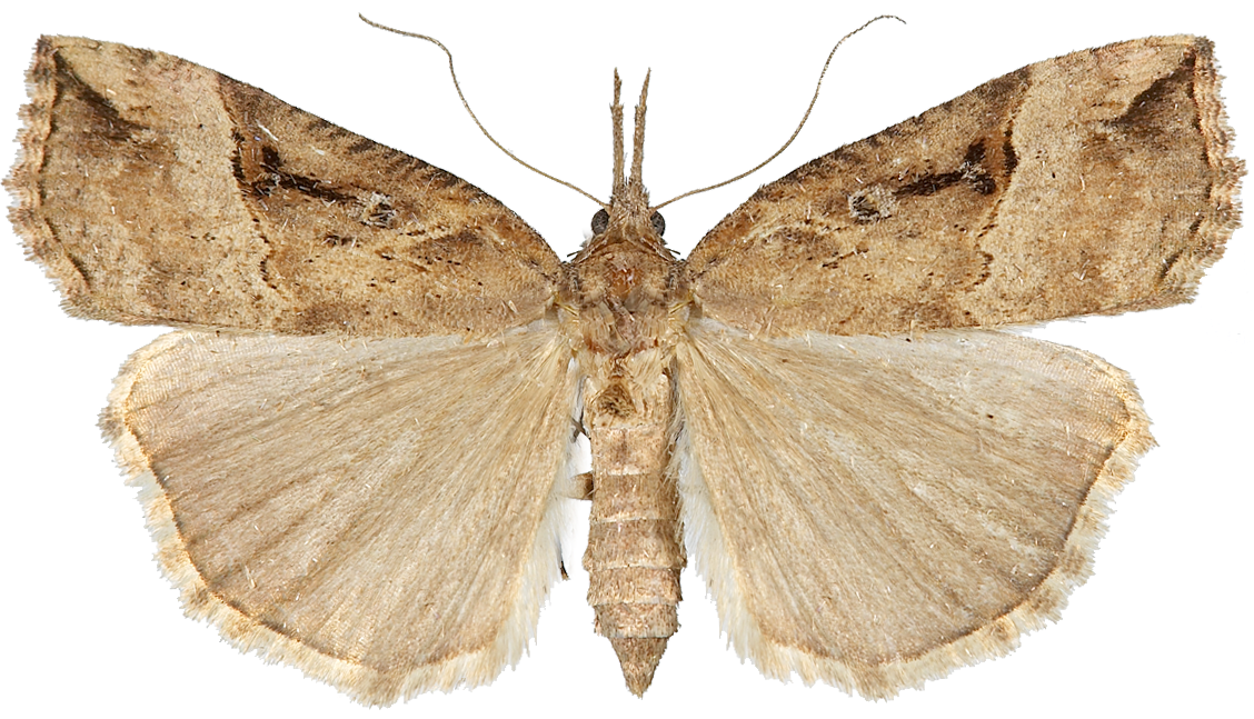 : Hypena rostralis.